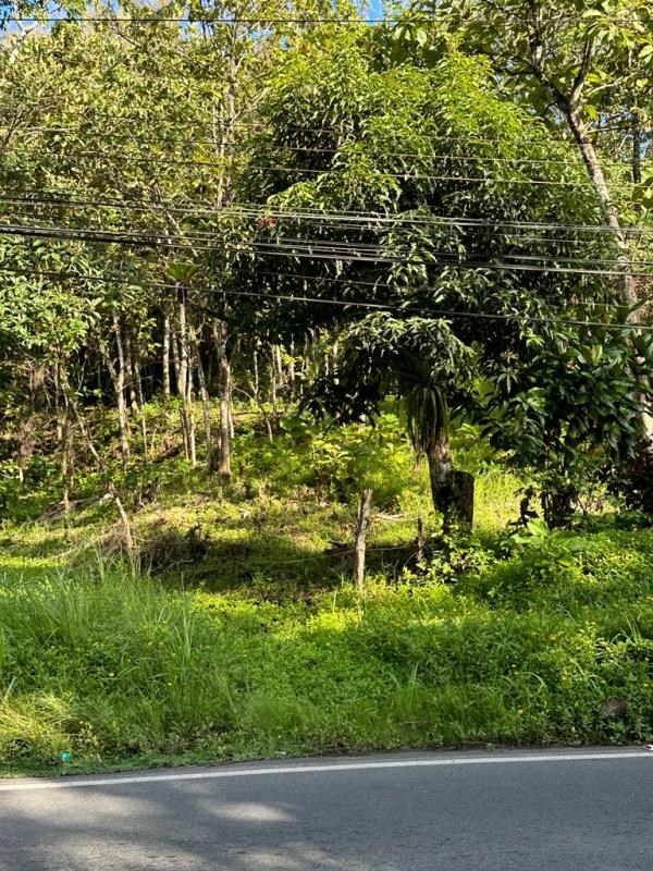 Fire Sale: 4801 sq m lot in Quepos $152,999